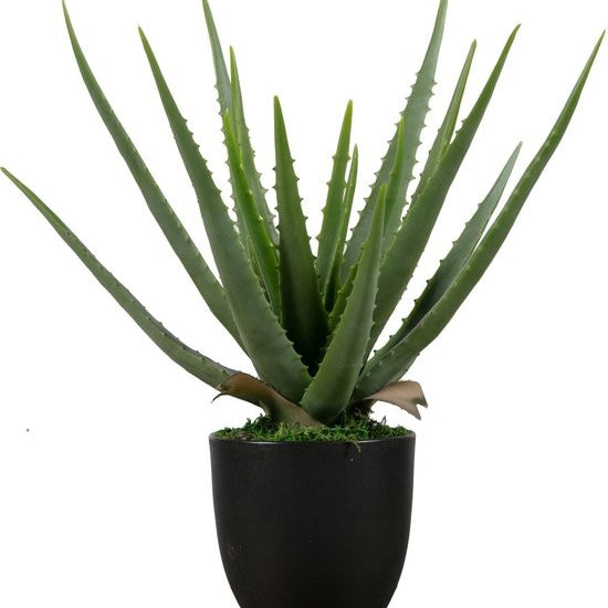 https://www.vanastenbabysuperstore.nl/media/catalog/product/2/6/2652300167_1_plant_woood_aloe_vera_46cm_373816g.jpg