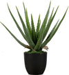 https://www.vanastenbabysuperstore.nl/media/catalog/product/2/6/2652300167_1_plant_woood_aloe_vera_46cm_373816g.jpg