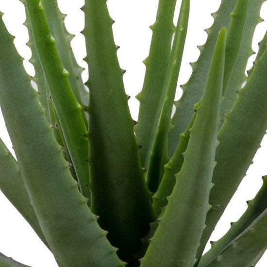https://www.vanastenbabysuperstore.nl/media/catalog/product/2/6/2652300167_2_plant_woood_aloe_vera_46cm_373816g.jpg