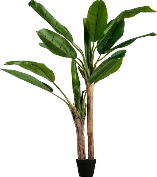 https://www.vanastenbabysuperstore.nl/media/catalog/product/2/6/2652300168_1_plant_woood_bananenplant_2_stam_138cm_373820g.jpg