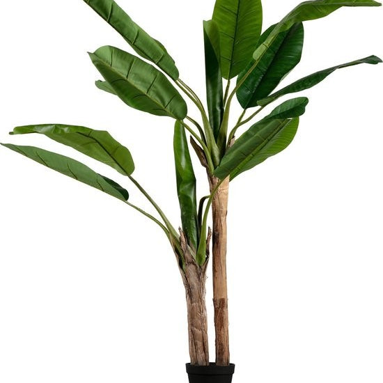 https://www.vanastenbabysuperstore.nl/media/catalog/product/2/6/2652300168_1_plant_woood_bananenplant_2_stam_138cm_373820g.jpg