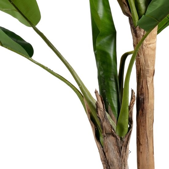 https://www.vanastenbabysuperstore.nl/media/catalog/product/2/6/2652300168_2_plant_woood_bananenplant_2_stam_138cm_373820g.jpg