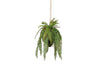 https://www.vanastenbabysuperstore.nl/media/catalog/product/2/6/2652300172_1_plant_woood_varen_hangend_58cm_375139g.jpg