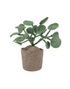 Plant KidsDepot Pileo Pepero Green