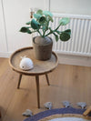 Plant KidsDepot Pileo Pepero Green