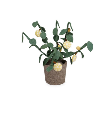 Plant KidsDepot Citrus